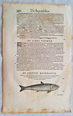 Conrad Gesner The Sardine Woodcut Hand Colored 1558 Historiae Animalum Fish • £116.17