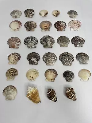 Seashells: 26 Scallops 3 Small Conch Natural Collect/crafts 2 - 2 1/2” Calico • $24