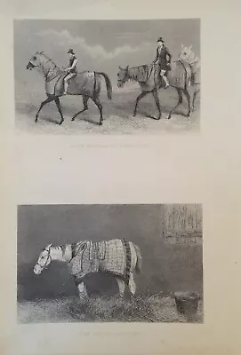 Antique Print Race Horse At Exercise & Day After Clipping C1800's Engraving • £9.99