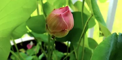 Buy 3 Get 1 Free Mix & Match Thai White/Pink Sacred Lotus Seed Appx 10 Seeds • £4.99