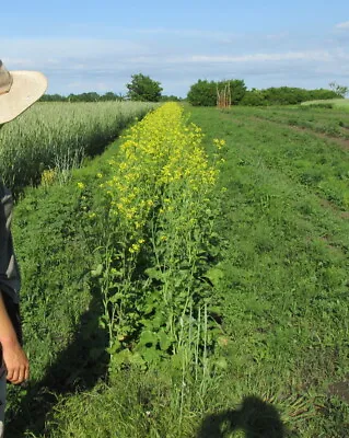 Black Mustard Seed ~ Brassica Nigra ~ 300 To 25000 Seeds • $2.50