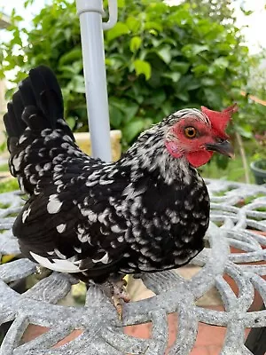 4 Kikiriki’s Hatching Eggs. Puertorrican Micro Chicken Breed • $50