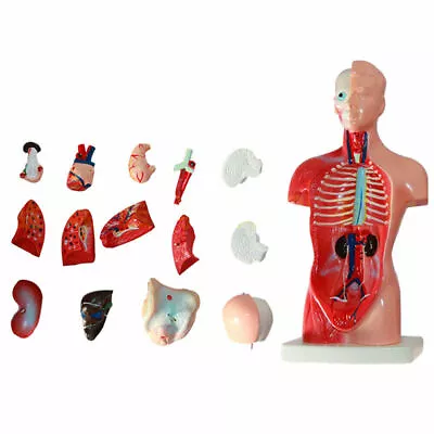 28cm Human Anatomy Teaching Unisex Torso Anatomical Model Medical Skeleton • $39.17