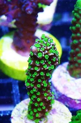 Tubbs Stellata Montipora Zoanthids Paly Zoa SPS LPS Corals WYSIWYG • $4.99