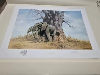 David Shepherd Limited Edition Signed Print  Baobab Friends  Never Seen Daylight • £125