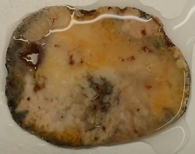 $8.99 • Buy WRG- Rare Silicified Brain Coral Fossil Slab 58 Grams Lapidary Agate Jasper