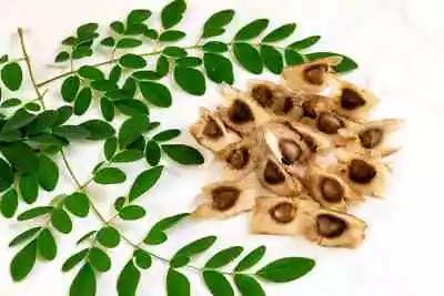 Moringa Drumstick Fresh Seeds To Plant PKM1 Variety Malunguygay Oleifera Organic • $257.13