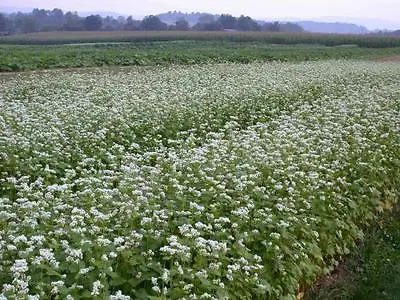 Organic Green Manure Buckwheat  40gm Seeds • £2.29
