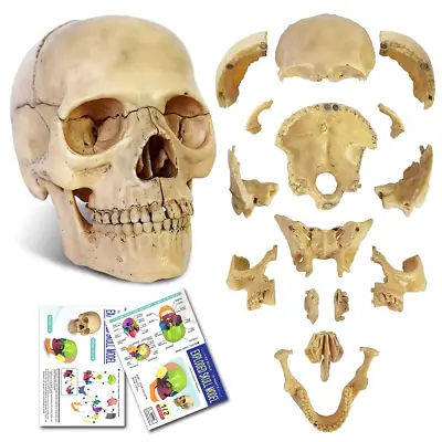 Anatomy Exploded Skull ModelHuman Medical Skull Model Dental Clinicteaching Equ • $37.03