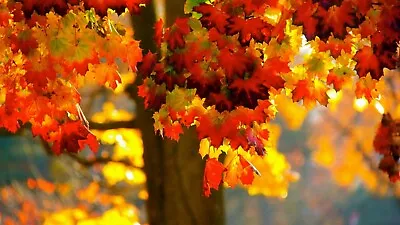 20 Norway Maple Tree Seeds Great Fall Foilage • $3.75