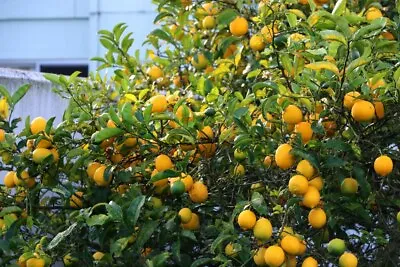 Meyer Lemon Tree Edible Fruit 2024 Organic From My Backyard (5 Seeds) • $5.25