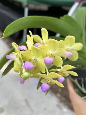 Woottipanara Manoonya Yellow Vanda Orchid   Fragrant Blooming Size • $45