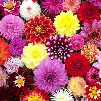 Dahlia Tubers 'Surprise' Mix - A Summer Of Colour! 3 510 Bulbs - FREE P&P • £9.99