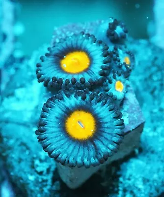 AOI Zoa Zoanthids Paly Zoa SPS LPS Corals WYSIWYG • $4.99