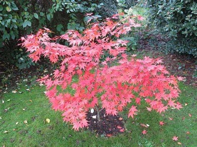$5 • Buy Omato Japanese Maple Seeds