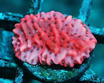 CB Flaming Phoenix Montipora Zoanthids Paly Zoa SPS LPS Corals WYSIWYG • $4.99