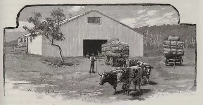 Wool Shed. Sheep Farming. Australia 1890 Old Antique Vintage Print Picture • $8.71