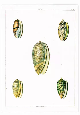 Tent Olive Conch Vintage 1991 Shell Print G. Perry Old Picture CNHPS#45 • $4.96