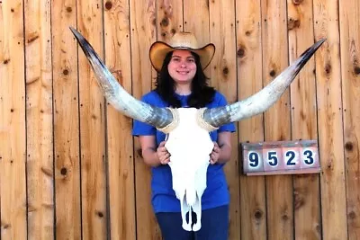 Real Steer Skull Art!! Polished Long Horns Mounted 3' 6  Cow Bull Longhorn H9523 • $100