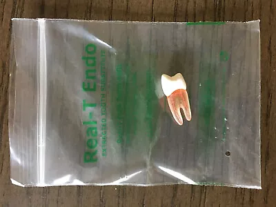 Acadental #12 Real T Endo - Acadental Teeth - Extracted Tooth Substitute • $15