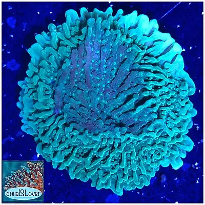 Live Coral Green Plating Montipora 1.5'' Frag  CoralSLover  • $34.95