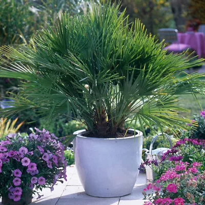 You Garden - Hardy Fan Palm (Chamaerops Humilis) 40-50cm Tall In 14cm Pot • £19.99