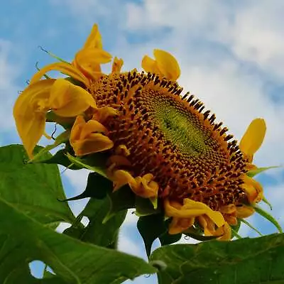 Mammoth Grey Stripe Sunflower - 50 Seeds • $4.18