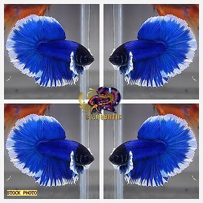 Live Betta Fish High Quality MALE Dumbo Blue Butterfly Halfmoon USA Seller • $29.99
