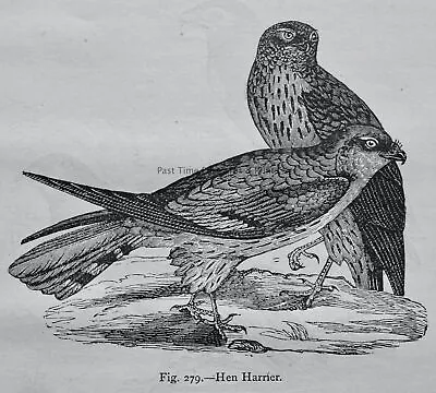 £17.50 • Buy Birds THE HEN HARRIER Original Victorian Print By Figuier C1892