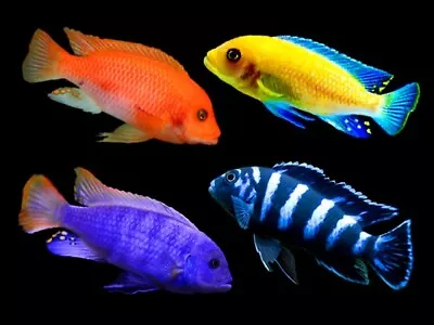 6 X Assorted Small African Mbuna Malawi Cichlid 1 Inch • £40