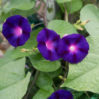 Grandpa Ott - Purple Morning Glory Seed - Heirloom Non-GMO - Climbing Vine • $1.59