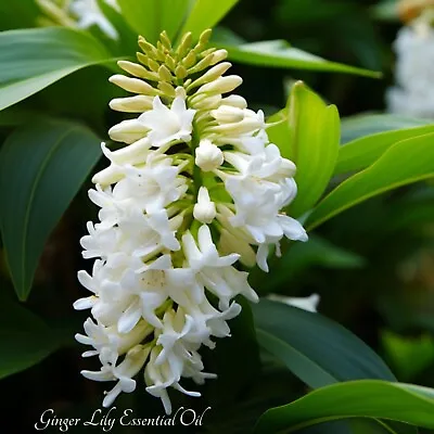 Ginger Lily Essential Oil (Hedychium Coronarium). Organic And 100% Pure. • $89.99