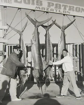 Vintage Game Fish Marlin Photo 8  X 10  Sailfish Trophy Mazatlan Mexico 1950-60s • $20.67
