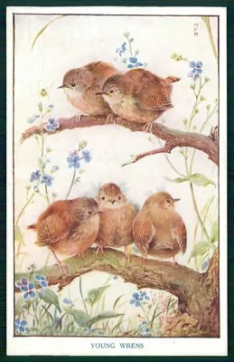 Artist Signed M F K Baby Birds Medici Society Serie 8 Cartolina TC6680 • $6