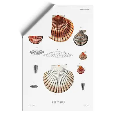 Clam Shells Animal Vintage A.A. Gould Wall Art Print Framed Picture Poster • $18.59