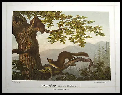 TREE MARTEN / NOBLE MARTEN. Original 1880 Color Lithograph • $10.66