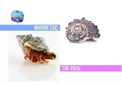 CUC Crew 'SM' Pack (snail / Hermit Crabs) Marine 20 • £45