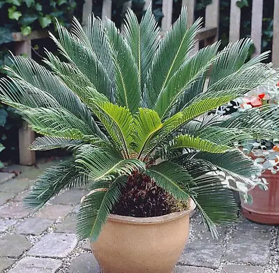 Cycas Revoluta Sago Palm Tree Easy Garden & House Plant 60cm Tall In 14cm Pot • £27.99