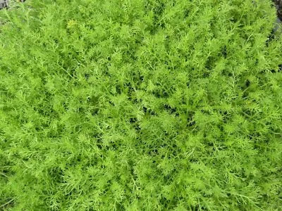 3 X Chamaemelum Nobile 'Treneague' Lawn Chamomile Bare Root Young Plants • £11