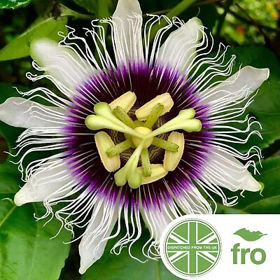 £2.99 • Buy Flower - Passion Flower- 15 Seeds - Passiflora Edulis - FAST UK DISPATCH ✅