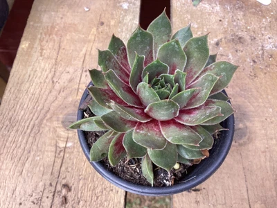 A Sempervivum Calcareum Succulent Plant. • £5