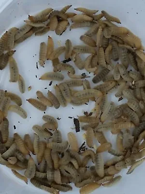 500 Medium Live Black Soldier Fly Larvae Phoenix Worms  BSF Free Shipping • $23.02