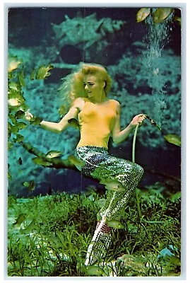 C1960 Florida's Famous Weeki Wachee Spring Mermaids Performance Vintage Postcard • $14.98