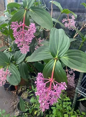 Medinilla Magnifica Rose Grape Chandelier Orchid • $67.95