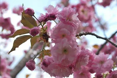 15 Japanese Cherry Blossom Seeds - Prunus Serrulata - Sakura East Asian Tree • $9.95