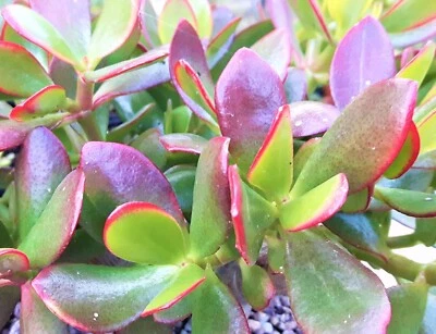 £3.99 • Buy Crassula Ovata 'Hummel Sunset' The Jade Plant/Money Plant In 7cm Pot Organic.