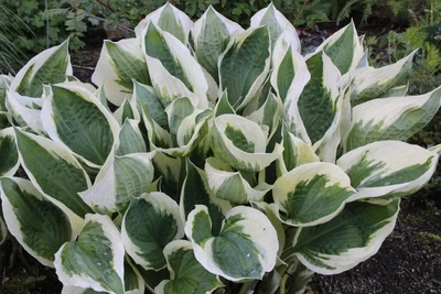 £4.99 • Buy Hosta Patriot Shade Perennial Garden Container Plant