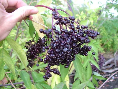 American Elderberry Sambucus Canadensis Shrub Seeds (Fast Edible Hardy) • $65
