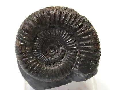 DACTYLIOCERAS  Ammonite Jurassic  From Whitby 170 Million Years Old  • $18.65