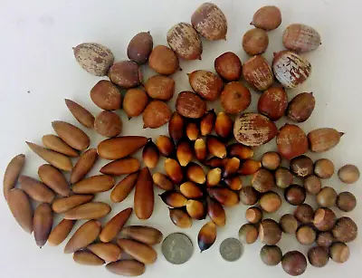 100 Real Natural Acorns Mixed Lot Of 4 Types - Dried For Crafts! • $9.95